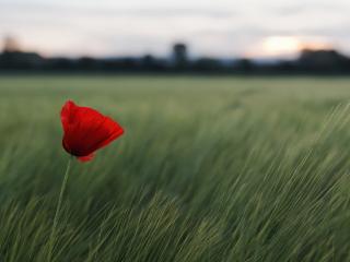 обои Одинокий цветок мака на ржаном поле фото