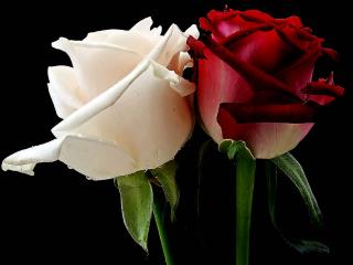 обои для рабочего стола: Красная и белая розы