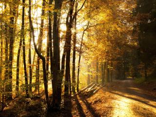 обои Осенняя дорога у просеки фото