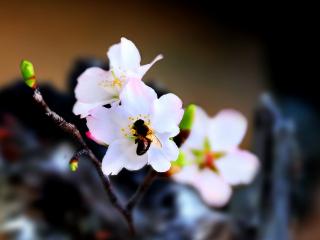 обои Пчелкка на вишневом цветении фото