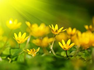 обои Желтое цветение в лучах солнышка весной фото
