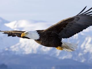 обои Красивый полет орла над снежными горами фото
