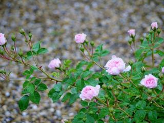 обои Куст розовых садовых роз фото