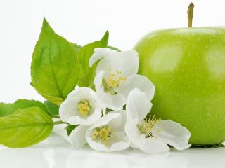 обои Ветка цветущей яблони и зеленое яблоко фото