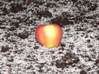 обои Яблоко на снегу фото