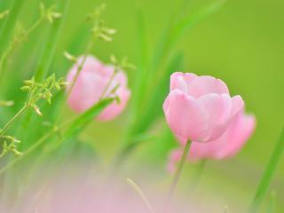 обои Салатовый фон с розовыми тюльпанами фото