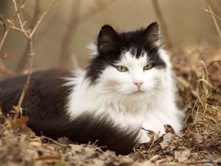 обои Пушистый черно-белый кот в сухой траве фото