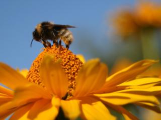обои Пчела на желтом цветке собирает нектар фото