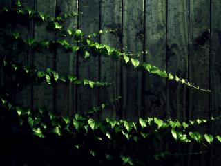 обои Ветки вьющегося растения на заборе фото