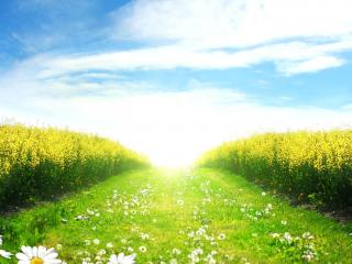 обои Дорога полевая в ромашках у желтого поля фото