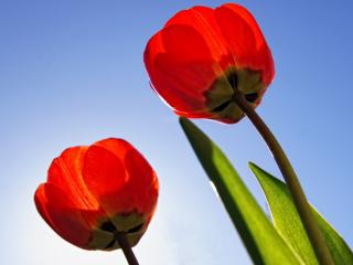 обои На фоне безоблачном два красных тюльпана фото