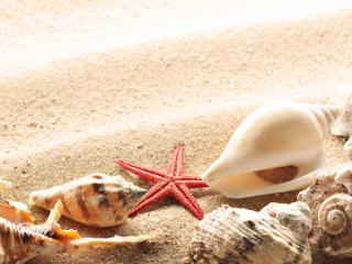 обои Морские ракушки и звезда на берегу фото