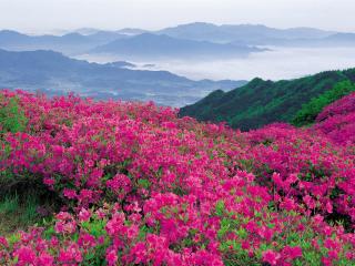обои Цветущий кустарник в горах фото