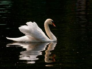 обои Лебедь белый отражается в воде фото