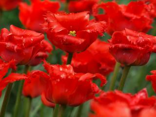 обои Ярко-красные тюльпаны фото