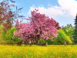обои Розовое весеннее дерево, на желтой поляне фото