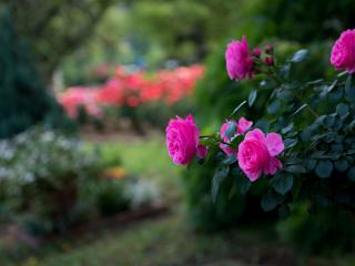 обои Цветущий куст розы в саду фото