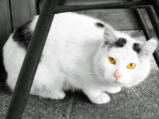 обои Черно-белая кошка с желтыми глазами фото