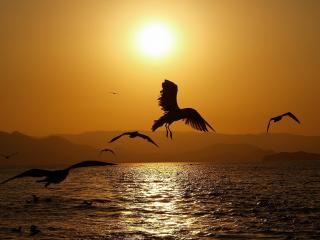обои Птицы над морем при закате солнца фото