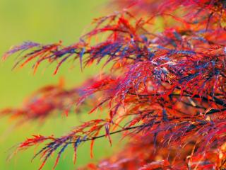 обои Красивые краски осенней листвы кустарника фото
