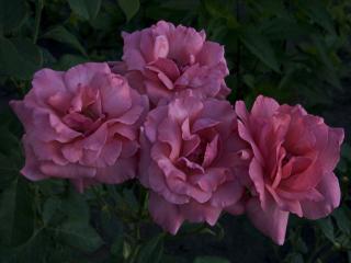 обои Четыре пышных сиреневых розы фото