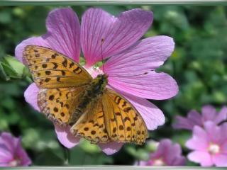 обои Бабочка на сиреневом цветке фото