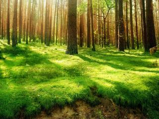 обои Зеленая трава среди высоких деревьев фото