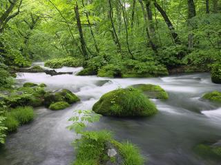 обои Быстрый ручей, среди зеленого весеннего леса фото