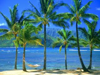 обои Одинокий гамак на диком берегу с пальмами фото