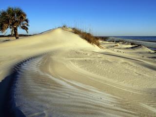 обои Пальма на белом песке у моря фото