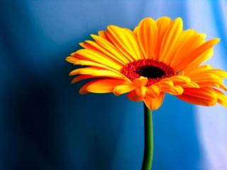 обои Оранжевый цветок на голубом фоне фото