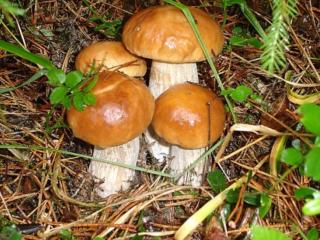 обои Семейка грибов натуральных фото