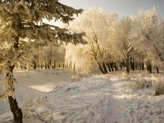 обои Тропинка на снегу и деревья в инее фото