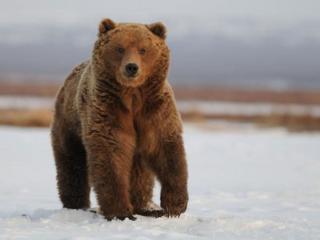обои Бурый русский медведь фото
