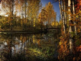 обои Осенний заросший пруд фото