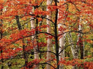 обои Осенний молодой клён на фоне берёз фото