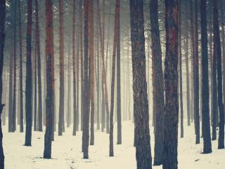 обои Стволы деревьев соснового леса зимой фото