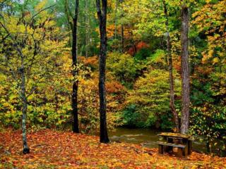 обои Осень в лесопарке фото