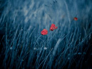 обои Маки красные в голубой траве фото