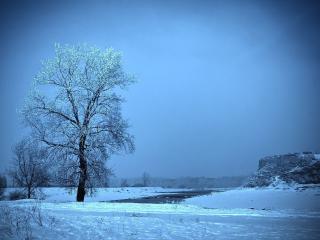 обои Зима и дерево у речки фото