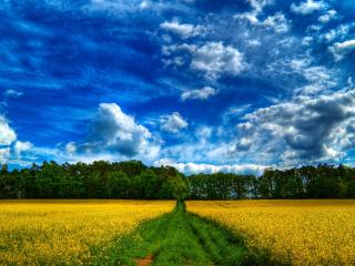 обои Дорога с зеленой травой между полей цветущих фото
