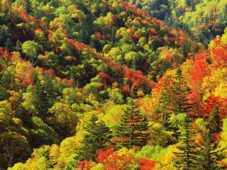 обои Красно-желто-зеленый лес осенью фото