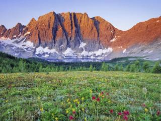 обои Цветущие холмы перед скалистыми горами фото
