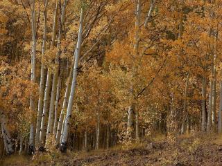 обои Хмурный березовый лес с пожелтевшей листвой фото