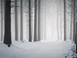 обои Дымка в зимнем лесу фото