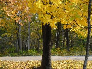 обои Пожелтевшие и опадающие листья с деревьев у дороги фото