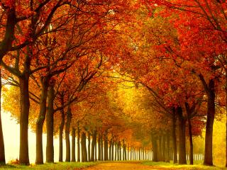 обои Ряд деревьев у дороги осенью фото