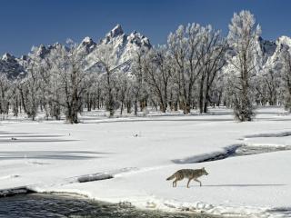 обои Ровный перелесок у гор и лис бегущий по снегу у водоема фото