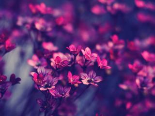 обои Розово-фиолетовый вид соцветьев цветов фото