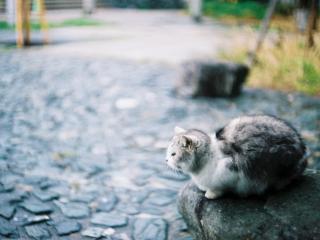 обои Пушистая кошка на камне сидит фото